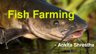 Fish Farming