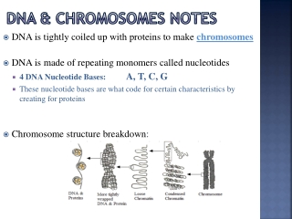 DNA &amp; Chromosomes Notes