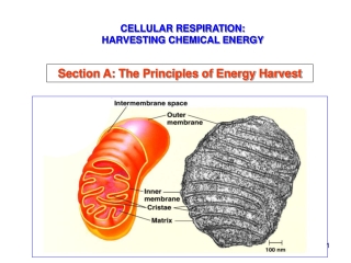 CELLULAR RESPIRATION: HARVESTING CHEMICAL ENERGY