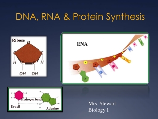 DNA, RNA &amp; Protein Synthesis