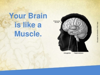 Your Brain is like a Muscle.