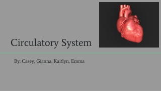 Circulatory System