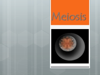 Meiosis