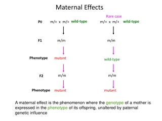 Maternal Effects