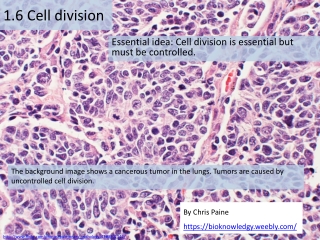 1.6 Cell division