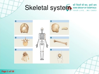 Skeletal system