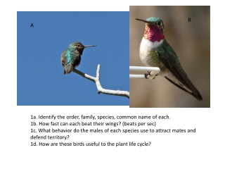 1a. Identify the order, family, species, common name of each.