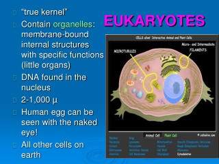 EUKARYOTES