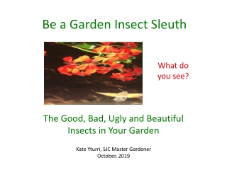 Be a Garden Insect Sleuth