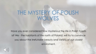 THE MYSTERY OF POLISH WOLVES