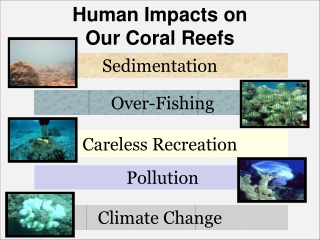 Human Impacts on Our Coral Reefs