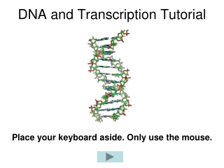 DNA and Transcription Tutorial