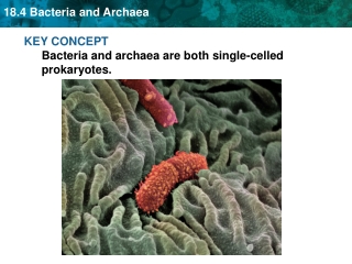 KEY CONCEPT Bacteria and archaea are both single-celled prokaryotes.