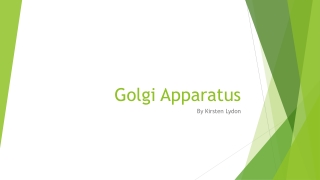 Golgi Apparatus