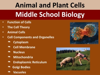 Animal and Plant Cells