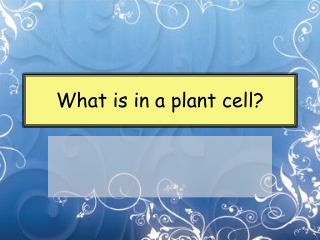What is in a plant cell?