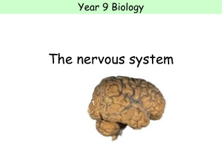 The nervous system