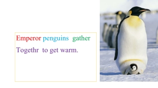 Emperor penguins  gather Togethr  to get warm.