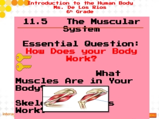11.5 The Muscular System Essential Question: How Does your Body Work?