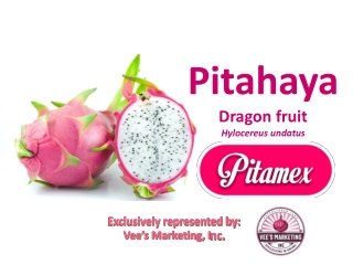 Pitahaya Dragon fruit Hylocereus undatus