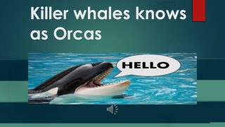 Killer whales knows as Orcas