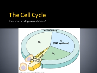 The Cell Cycle