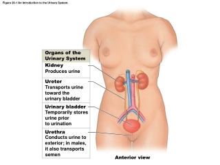 Figure 26-1 An Introduction to the Urinary System.