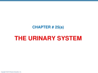 THE URINARY SYSTEM