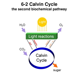 6-2 Calvin Cycle the second biochemical pathway