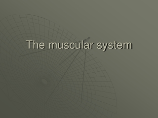 The muscular system