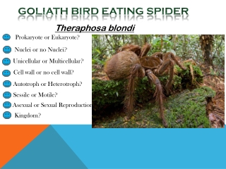 GOLIATH BIRD EATING SPIDER