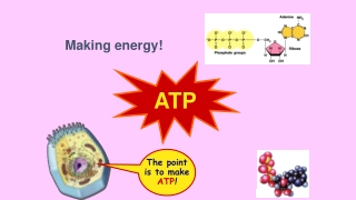 ATP