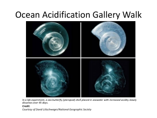 Ocean Acidification Gallery Walk