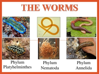 The Worms