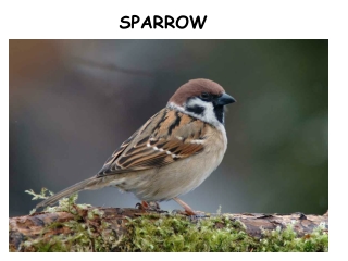 SPARROW