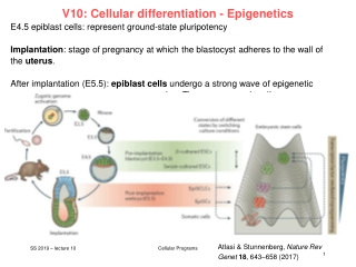 V10: Cellular differentiation - Epigenetics