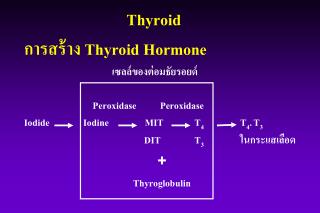 Thyroid