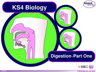 KS4 Biology