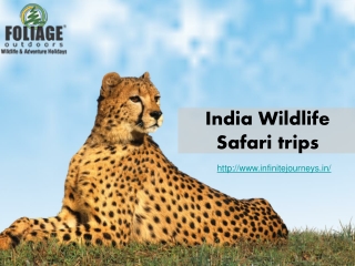 India Wildlife Safari trips