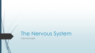 The Nervous System