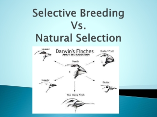 Selective Breeding Vs. Natural Selection