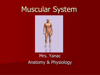 Muscular System