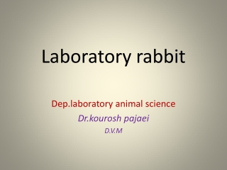 Laboratory rabbit