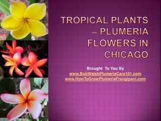 Tropical plants – plumeria flowers in chicago