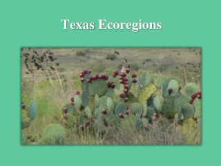 Texas Ecoregions