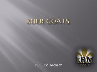 Boer Goats