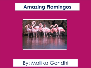 Amazing Flamingos