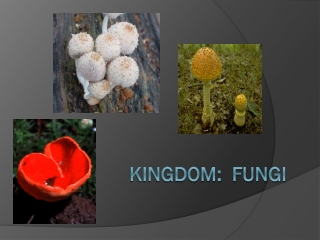 Kingdom: Fungi