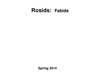 Rosids : Fabids