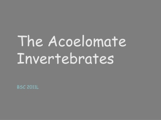 The Acoelomate Invertebrates